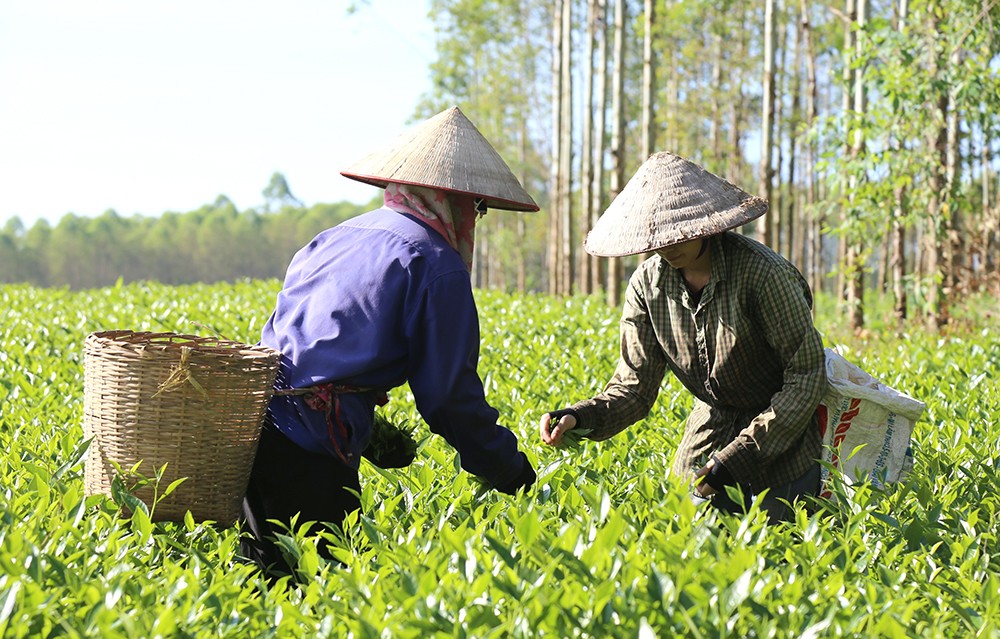 Chè Lâm Đồng - Hương Vị Việt Nam Chinh Phục Thị Trường Đức: Hành Trình Của Sự Kết Hợp Hoàn Hảo