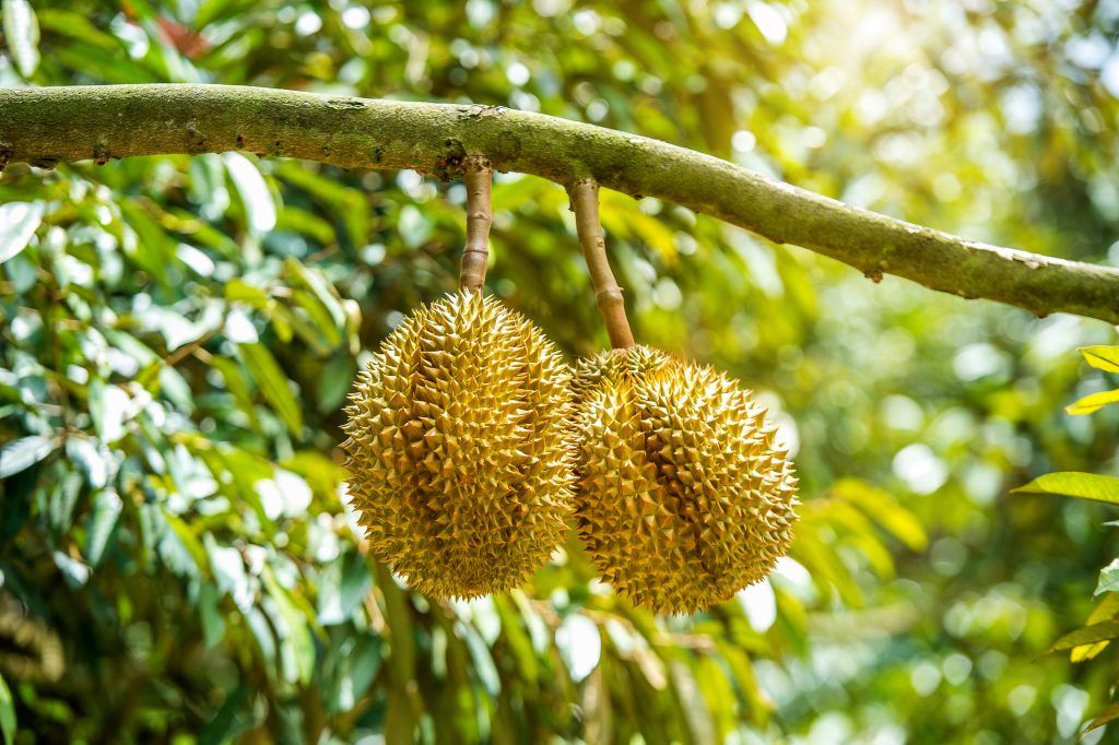 sầu riêng Việt Nam