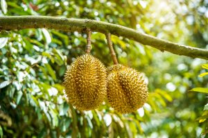 sầu riêng Việt Nam