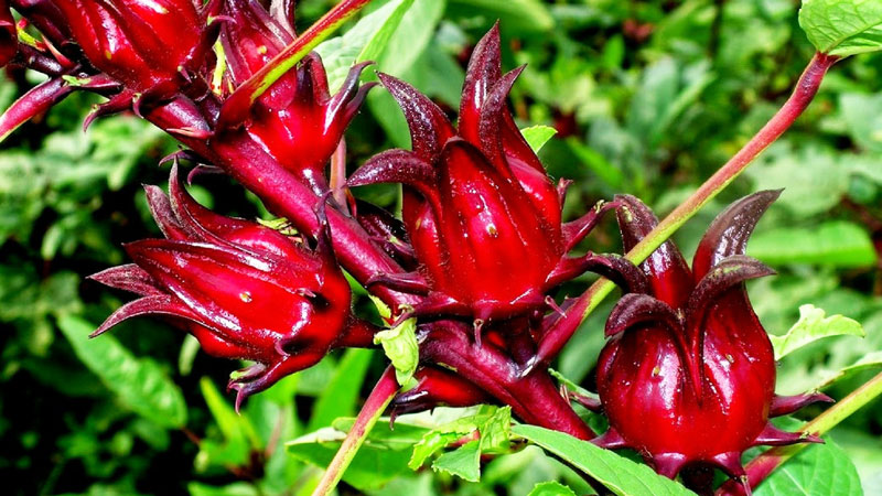 Gửi atiso đi Bỉ nhanh chóng, an toàn với cước phí hợp lý. Hỗ trợ đóng gói, khai báo hải quan, theo dõi vận đơn và giao hàng tận nơi.