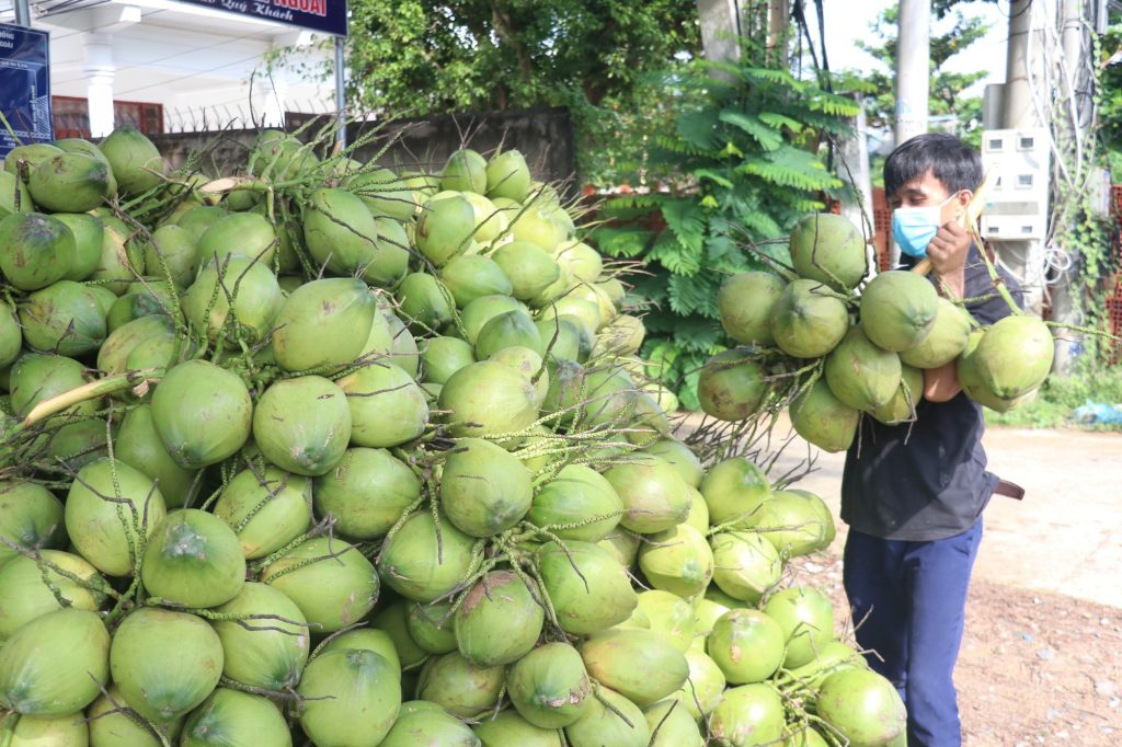 Xuất khẩu dừa xiêm