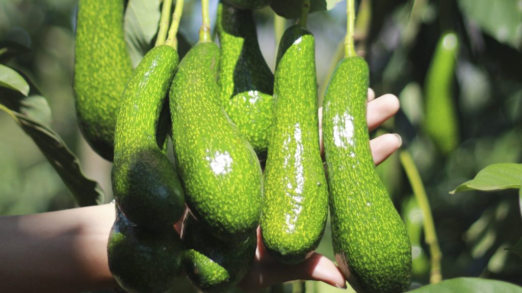 Xuất khẩu quả bơ Việt Nam