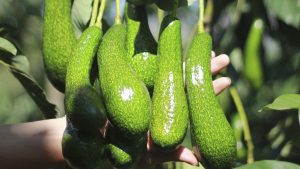Xuất khẩu quả bơ Việt Nam