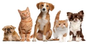 DỊCH VỤ VẬN CHUYỂN THÚ CƯNG BẰNG Ô TÔ TỪ TP.HCM ĐI TÂY NGUYÊN AN TOÀN, NHANH CHÓNG
