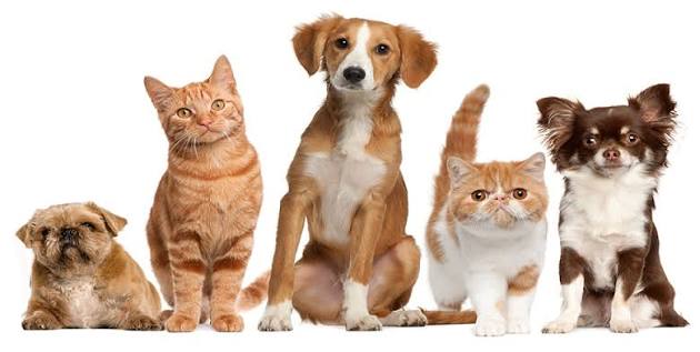 DỊCH VỤ VẬN CHUYỂN THÚ CƯNG BẰNG Ô TÔ TỪ TP.HCM ĐI TÂY NGUYÊN AN TOÀN, NHANH CHÓNG