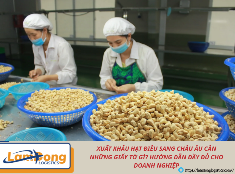 Xuất khẩu hạt điều sang châu Âu cần những giấy tờ gì? Hướng dẫn đầy đủ cho doanh nghiệp